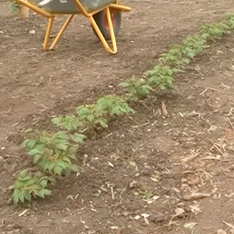 Gjødsel for bringebær Gjødsel for bringebær